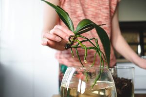 Orchid plant care
